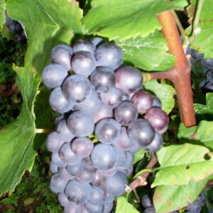 Ripartiamo dal PINOT NOIR
