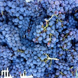 Cinque sfumature di Pinot Nero